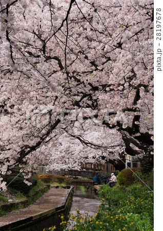 宿河原・二ヶ領用水の桜並木と遊歩道 宿河原・二ヶ領用水の桜並木と遊歩道 28197678