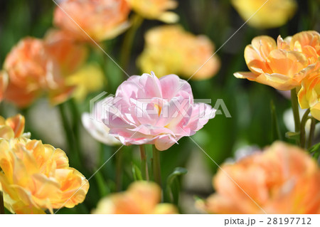 チューリップ 28197712
