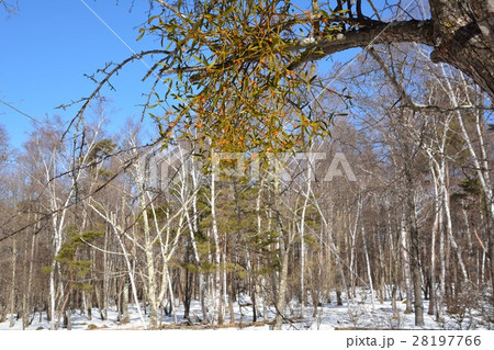 冬の白樺林の中の宿り木 冬の白樺林の中の宿り木 28197766