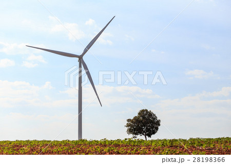 Wind turbines farm on the hill. Generating electricity, Thailand 28198366