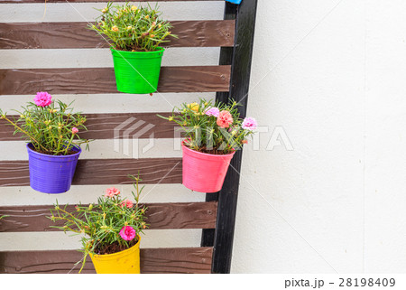 Portulaca oleracea in color planter box hanging on wooden wall Portulaca oleracea in color planter box hanging on wooden wall 28198409