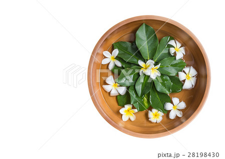 Top view clay water bowl with white flower (plumeria or frangipani) and green leaf isolated on white. Saved with clipping path Top view clay water bowl with white flower (plumeria or frangipani) and green leaf isolated on white. Saved with clipping path 28198430