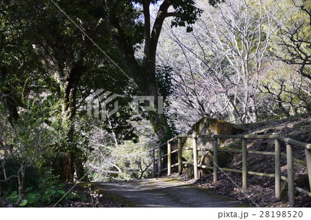 仙巌園島津 斉彬 せごどん 西郷隆盛 篤姫 世界文化遺産 大名庭園 大久保利通 せごどんロケ地 仙巌園島津 斉彬 せごどん 西郷隆盛 篤姫 世界文化遺産 大名庭園 大久保利通 せごどんロケ地 28198520