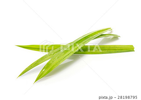 Fresh green pandanus leaf. Studio shot isolated on white Fresh green pandanus leaf. Studio shot isolated on white 28198795