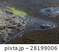 水辺の氷 28199006