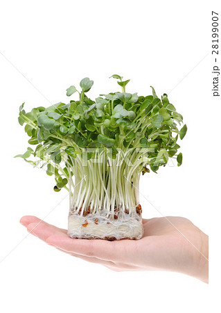 かいわれ大根 かいわれ大根 28199007