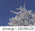 木に咲いた雪の花 28199120