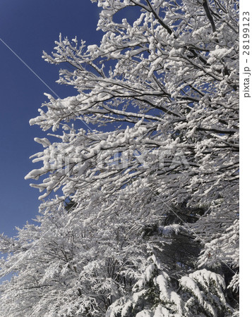 木に咲いた雪の花 木に咲いた雪の花 28199123