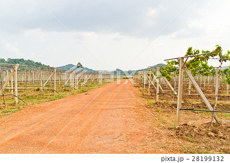 Gravel roads in the vineyards Gravel roads in the vineyards 28199132