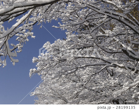 木に咲いた雪の花 木に咲いた雪の花 28199135