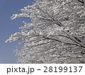 木に咲いた雪の花 28199137