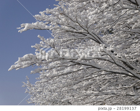 木に咲いた雪の花 木に咲いた雪の花 28199137