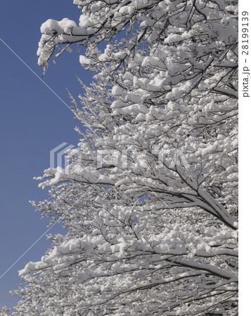 木に咲いた雪の花 木に咲いた雪の花 28199139