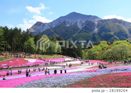 羊山公園芝桜の丘と武甲山 羊山公園芝桜の丘と武甲山 28199204