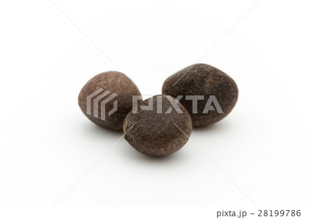 アサフラン・デ・ボリータ:Azafran de Boilta(Ditaxis heteranth) アサフラン・デ・ボリータ:Azafran de Boilta(Ditaxis heteranth) 28199786