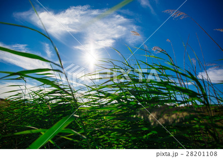 Green plant and the bright sun 28201108