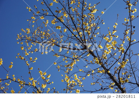 羽村市動物公園の春は　東京 28201811