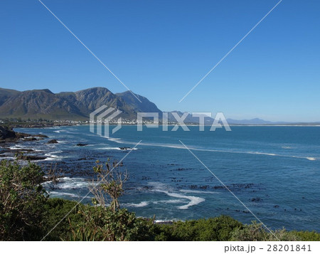 南アフリカ 西ケープ州 ハマナス 28201841