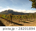 南アフリカ フランシュフック ぶどう畑 ワイナリー 28201894