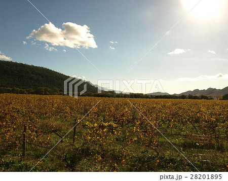 南アフリカ フランシュフック ぶどう畑 ワイナリー 28201895