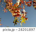 カエデの紅葉 28201897