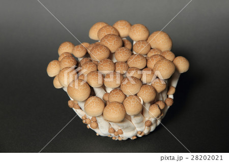 ブナシメジ　きのこ 28202021