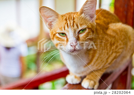 Orange cat 28202064