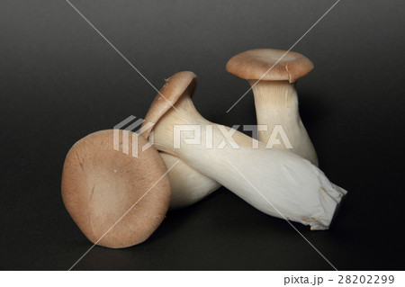 エリンギ きのこ エリンギ きのこ 28202299