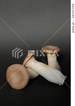 エリンギ きのこ エリンギ きのこ 28202300