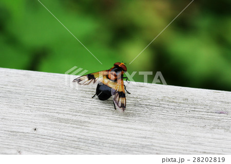 シロスジベッコウハナアブ 28202819