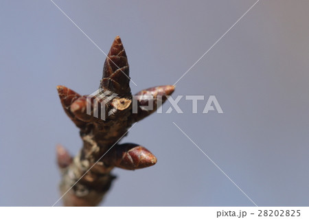 自然 植物 ウコン、里桜の『鬱金』の冬芽と葉痕。冬芽はシャープな円錐形、葉痕はやや三角顔? 自然 植物 ウコン、里桜の『鬱金』の冬芽と葉痕。冬芽はシャープな円錐形、葉痕はやや三角顔? 28202825