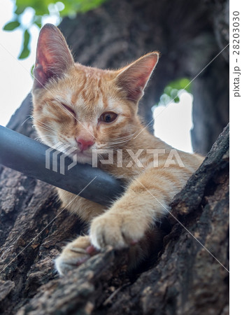 Golden brown kitten on tree Golden brown kitten on tree 28203030