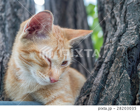 Golden brown kitten on tree 28203035