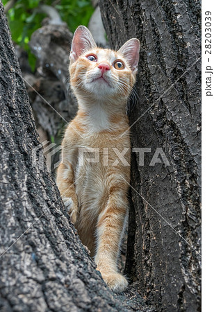 Golden brown kitten on tree Golden brown kitten on tree 28203039