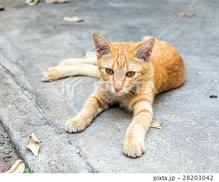 Golden brown kitten lay on floor 28203042