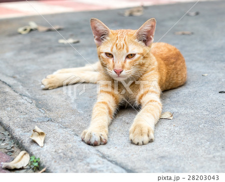 Golden brown kitten lay on floor 28203043