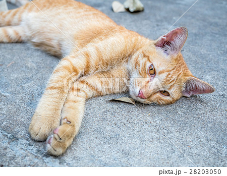 Golden brown kitten lay on floor 28203050
