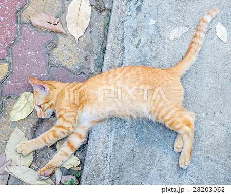 Golden brown kitten lay on floor Golden brown kitten lay on floor 28203062