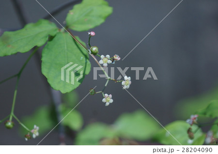 吊花　ツリバナ　花言葉は「しなやか」  28204090