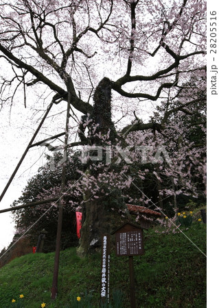 岩井畝の大桜 28205516