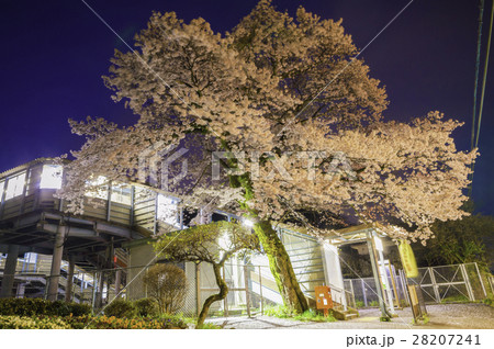 夜桜 28207241