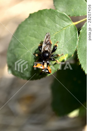 てんとう虫を捕獲して体液を吸っているオオイシアブ 28207456