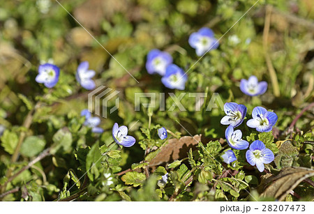 オオイヌノフグリ( 大犬の陰嚢) オオイヌノフグリ( 大犬の陰嚢) 28207473