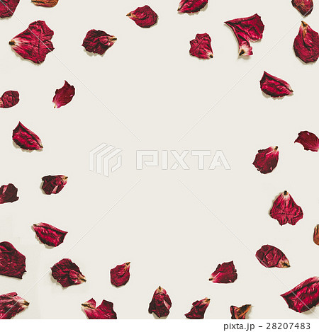 Rose petals with copy space, on white backgrounds 28207483