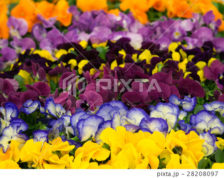 パンジーの苗 パンジーの苗 28208097