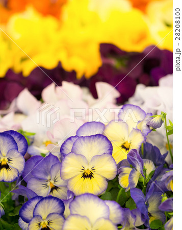 パンジーの苗 パンジーの苗 28208100