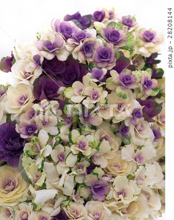 ハボタン ハボタン 28208144