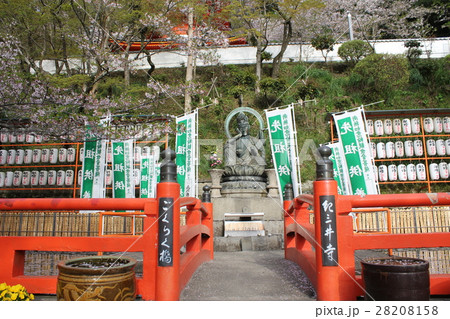 紀三井寺ごくらく橋と桜 28208158