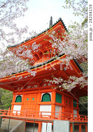 紀三井寺多宝塔と桜 28208159