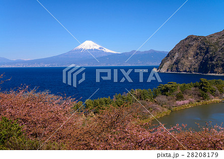 河津桜咲く西伊豆井田から、海越しの冨士山 28208179